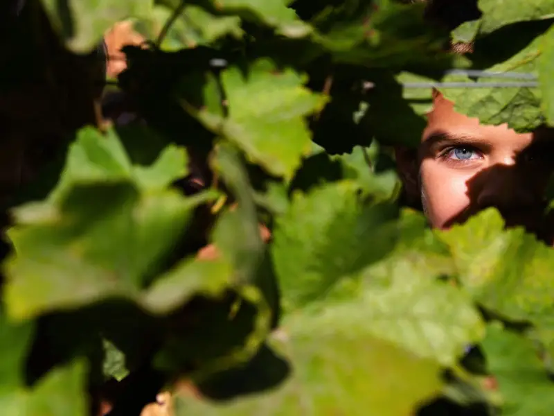 A bor igazi arcát csak a szőlőhegy mutatja meg