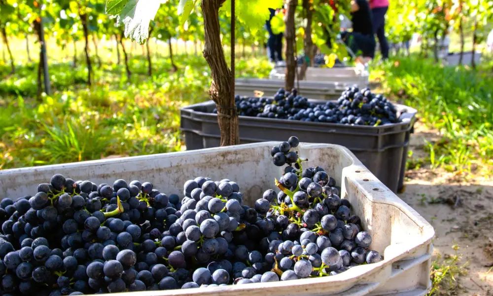 Szakmai programjaink