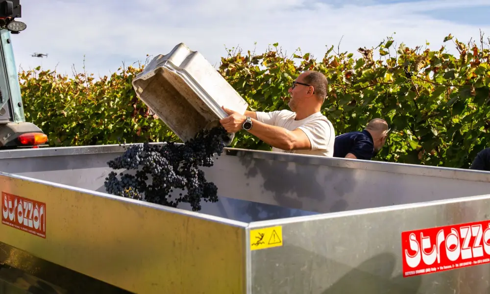 A bor több mint egy korty ital