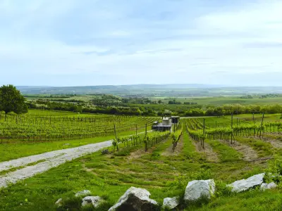 ...a bor története nem a palackkal kezdődik! ...a bor története nem a palackkal kezdődik!