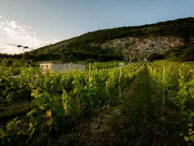 Vineyard tour